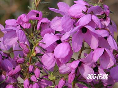 �e�g���e�J�̉�