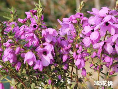 �e�g���e�J�̉�