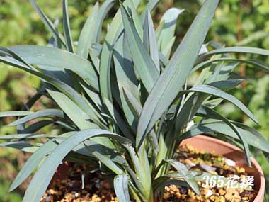 �f�B�A�l���̉�