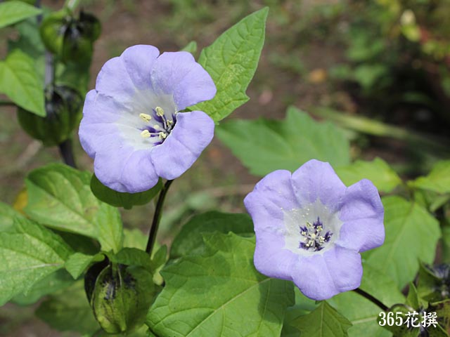 �j�J���h���̉�