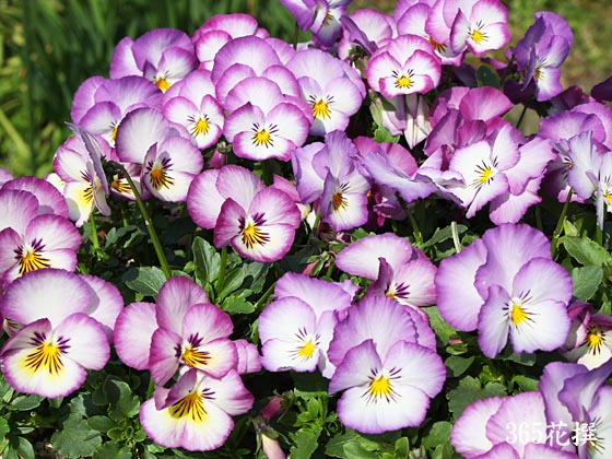 ���F�X�~�� �e�X�C�[�g�n�[�g�f�̉�