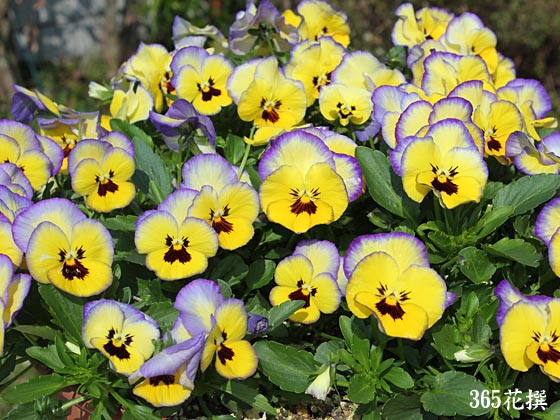 ���F�X�~�� �e���[�����C�g�f�̉�