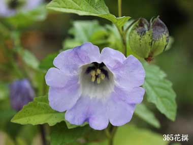 �j�J���h���̉�