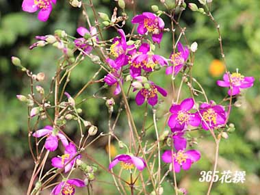 �i�c�n�i�r�̉�