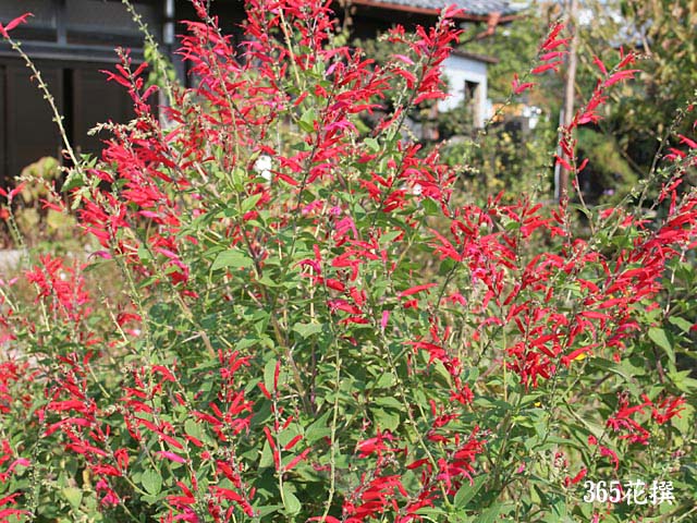 �p�C�i�b�v���Z�[�W�̉�