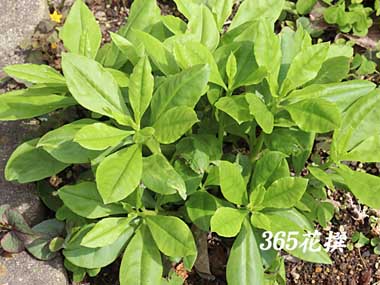 �n�[�����̉�