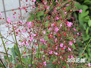 �n�[�����̉�