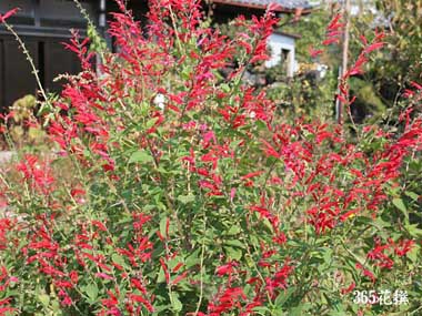 �p�C�i�b�v���Z�[�W�̉�