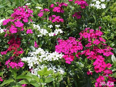 �n�}�i�f�V�R�̉�