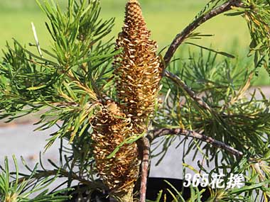 �e�o�[�X�f�B�L�����h���f�̉�