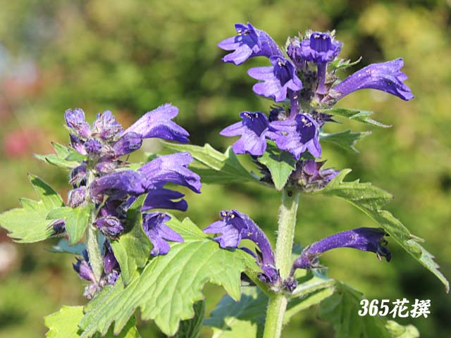 ヒイラギソウ 育て方 花の写真 365花撰 栽培実践集 ヒイラギソウ 育て方 花の写真 365花撰 栽培実践集