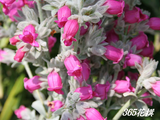 �s�e�B���f�B�A�̉�