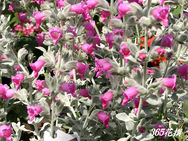 �s�e�B���f�B�A�̉�