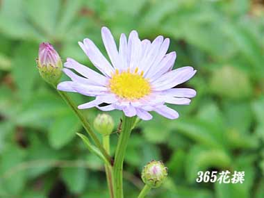 �{���h�[�M�N�̉�