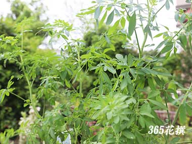 �w�����[�_�̉�