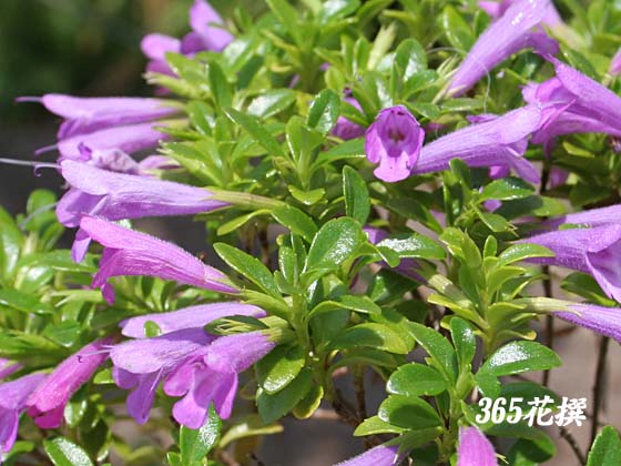 �~���e�B�A�̉�