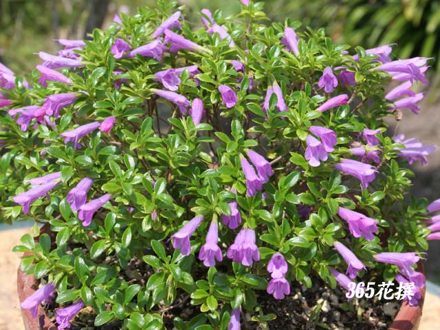 �~���e�B�A�̉�