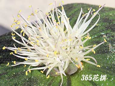 �}�b�\�j�A�̉�