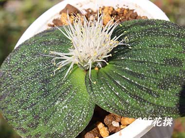 �}�b�\�j�A�̉�