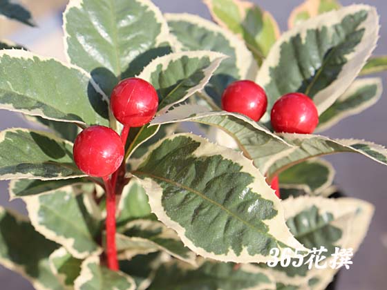 ���u�R�E�W