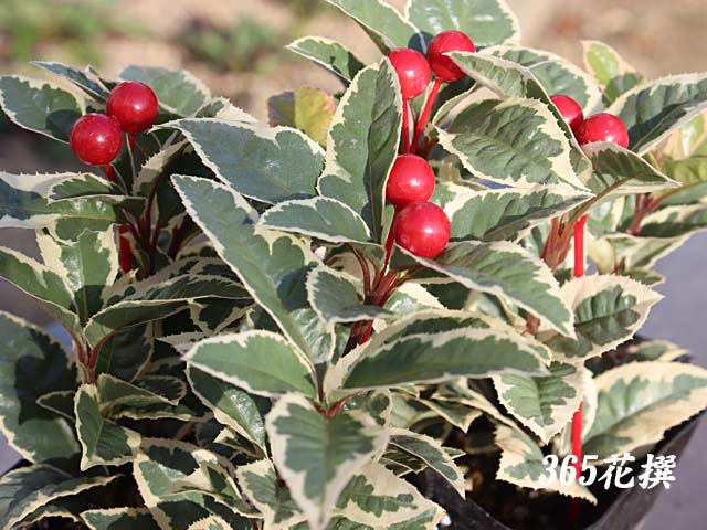 ���u�R�E�W