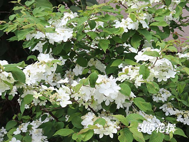 ���u�f�}���̉�