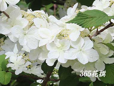 ���u�f�}���̉�