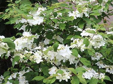 ���u�f�}���̉�