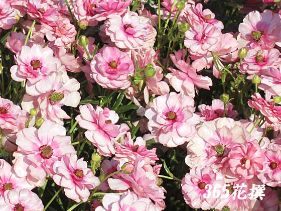 ���i���L�����X�E���b�N�X�̉�