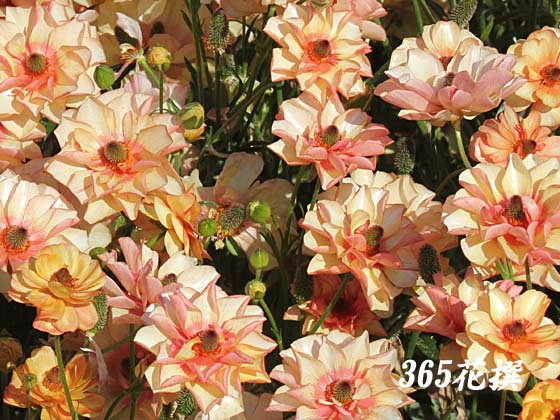 ���i���L�����X�E���b�N�X�̉�