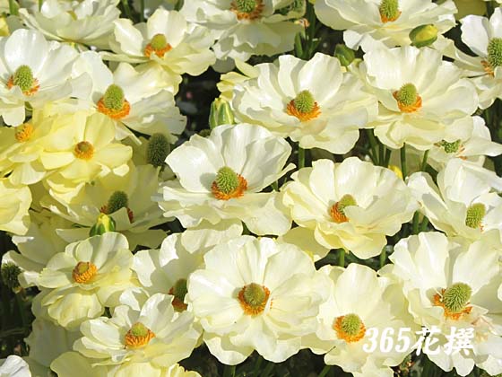 ���i���L�����X�̉�