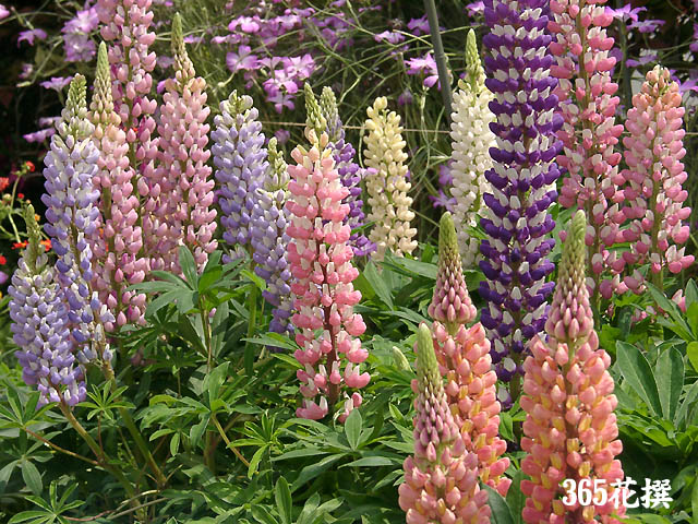 ���b�Z�����s�i�X�̉�