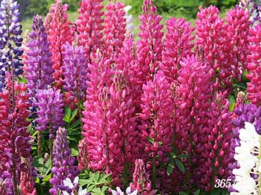 ���b�Z�����s�i�X�̉�