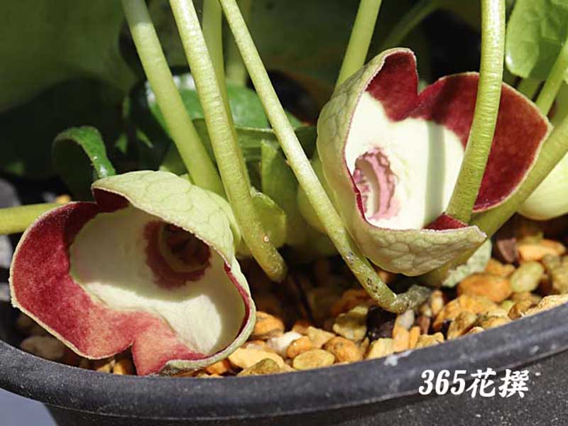 �p���_�J���A�I�C