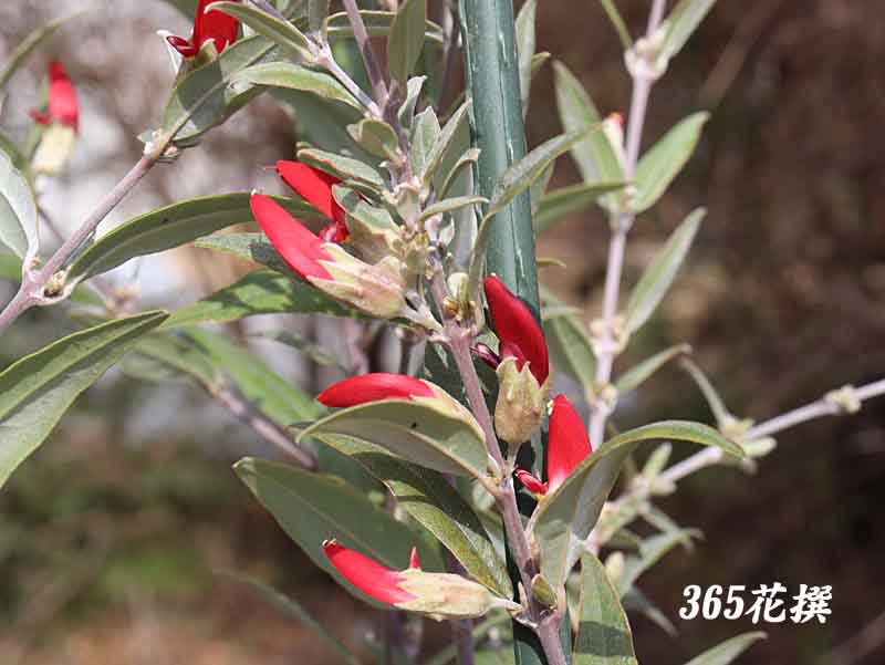 �K�X�g�����r�E��