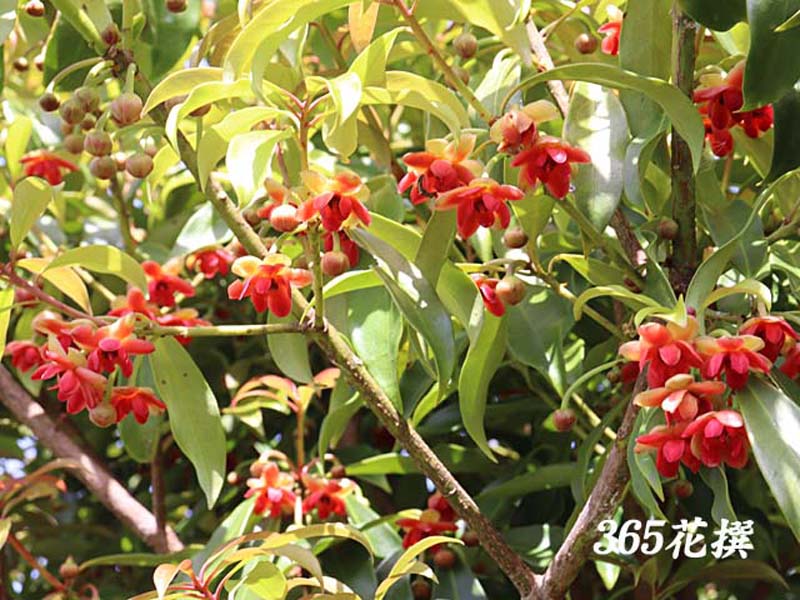 �C���V�E��